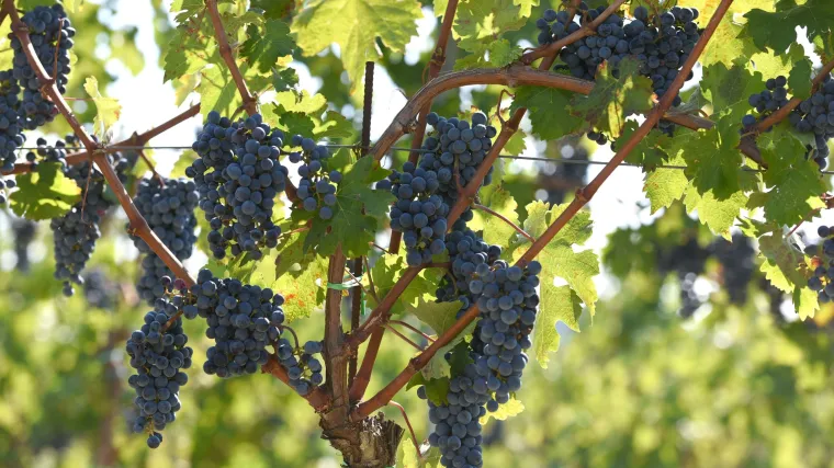 Saznajte koje su sorte grožđa u Istri