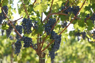 Saznajte koje su sorte grožđa u Istri