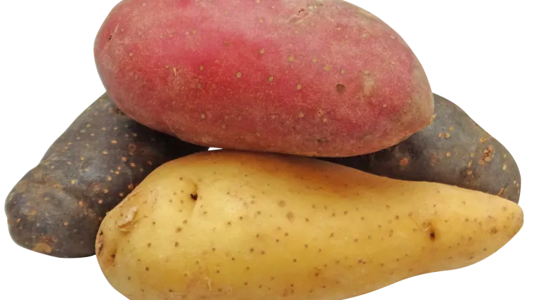 Crveni krumpir: ukras svakom jelu