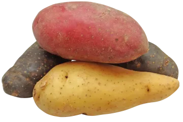 Crveni krumpir: ukras svakom jelu