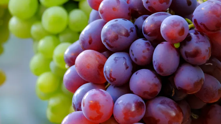 Crno grožđe - doza zdravlja sa čokota