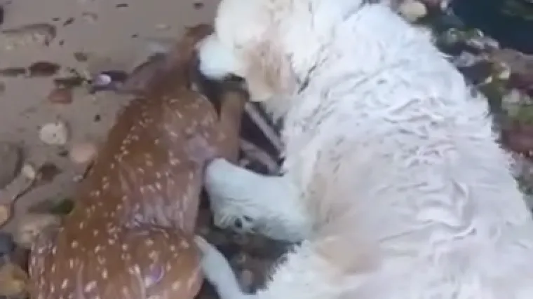 Prekrasni pas uskočio u ulogu spasioca i po&scaron;tedio lane sigurnog utapanja