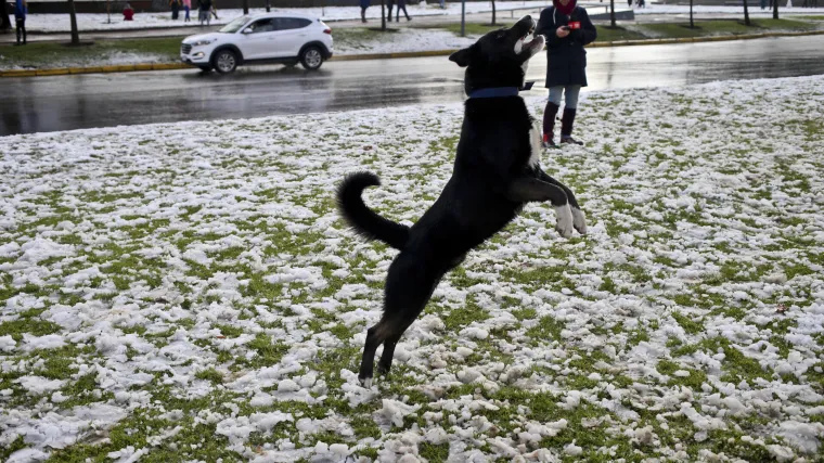 Je li ovo recept i za Hrvatsku: psi u Čileu imaju važnu ulogu u po&scaron;umljavanju opožarenih povr&scaron;ina