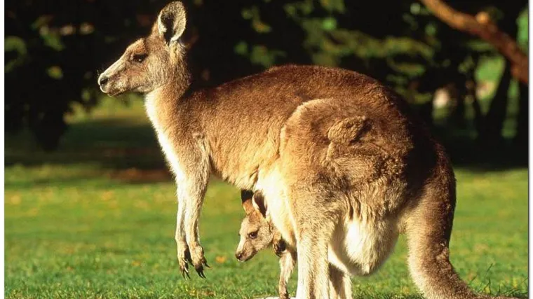 Slovenska policija zaprimila neobičnu obavijest: prijavili nestalog klokana Bobija