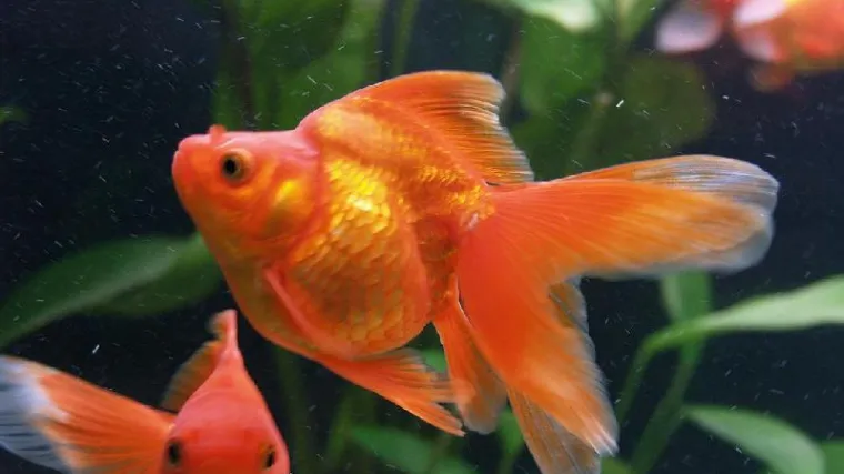 K...?! Vi ih poznate kao dražesne, a evo na &scaron;to liče zlatne ribice kada ih pustite u divljinu...