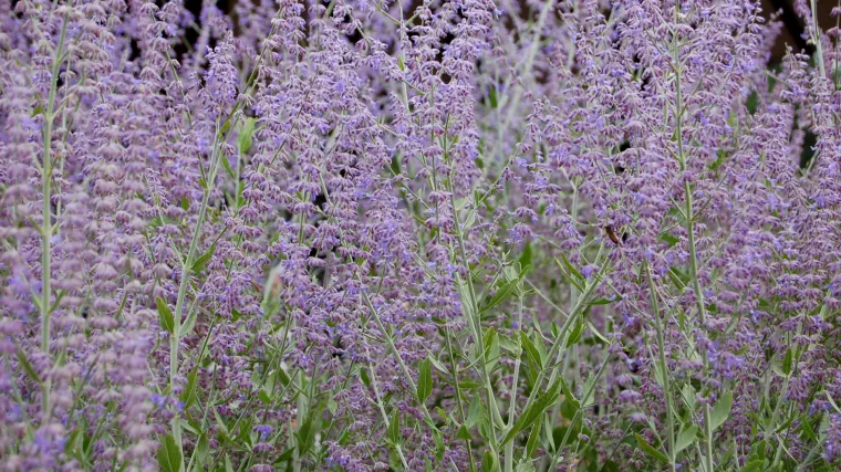 Mu&scaron;katna kadulja - biljka sa mno&scaron;tvom primjena