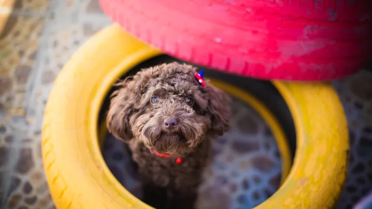 Kreativni savjeti kako iskoristiti stare gume