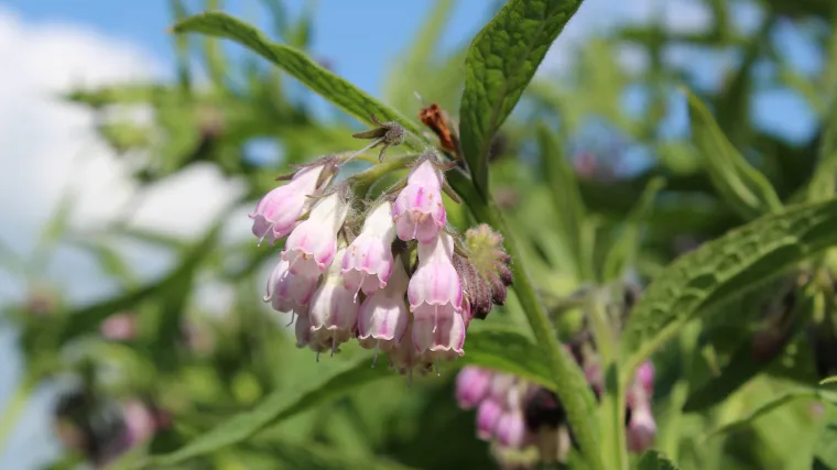 Biljka gavez: sva ljekovita svojstva biljke gavez
