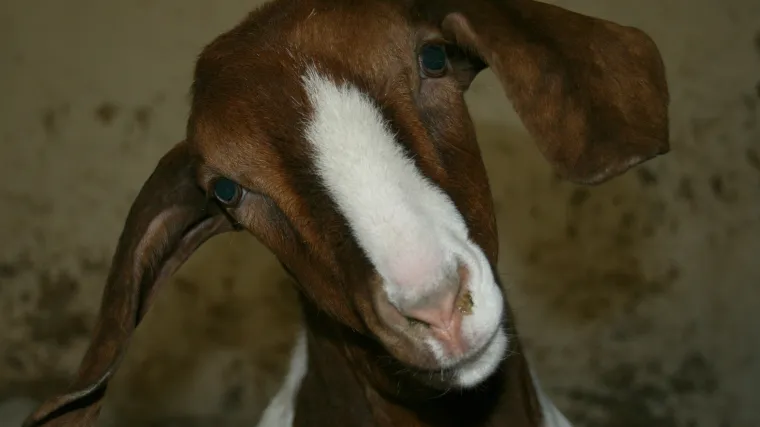 Burska koza - afrička koza kvalitetna mesa