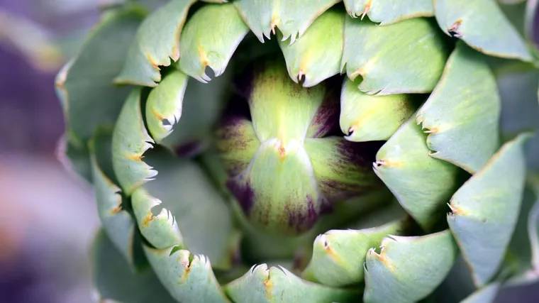 Artičoka uzgoj - kako se uzgaja artičoka