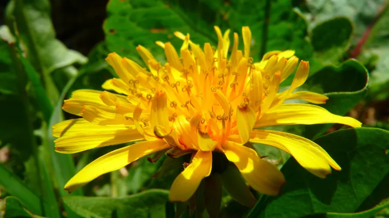 Maslačak biljka - otkrijte za &scaron;to sve služi biljka maslačak