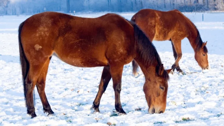 Hrvatski posavac - ugrožena autohtona vrsta