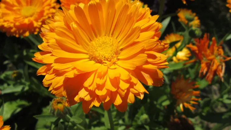 Neven biljka - naučite koje su karakteristike biljke neven