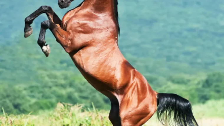 Hrvatski hladnokrvnjak - autohtona pasmina hrvatskog konja