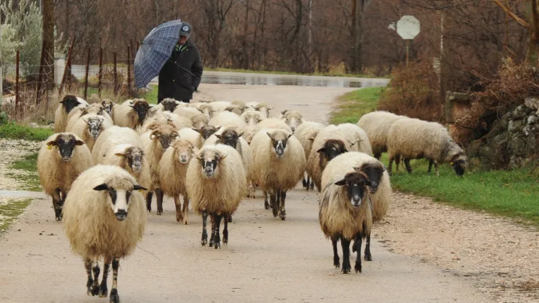 Vrste ovaca - čemu koja vrsta služi?