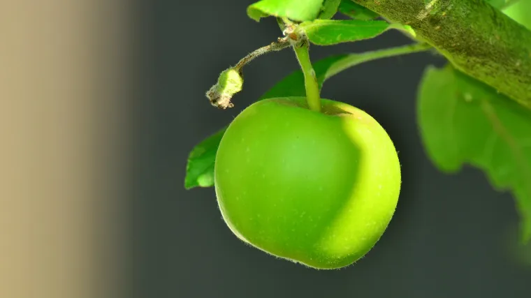 Patuljasta jabuka: uzgoj patuljaste jabuke