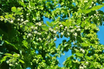 Hmelj biljka - biljka pivske industrije