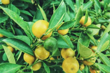 Patuljaste voćke: uzgoj patuljastih voćki