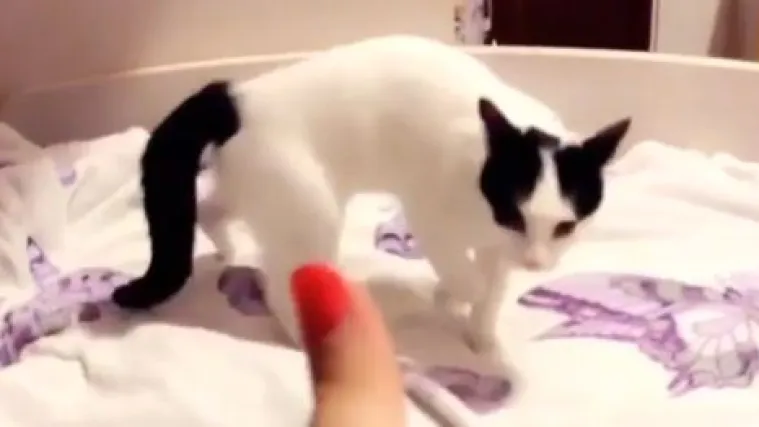 Od nje bi mogli učiti i profesionalni glumci: maca za Oscara