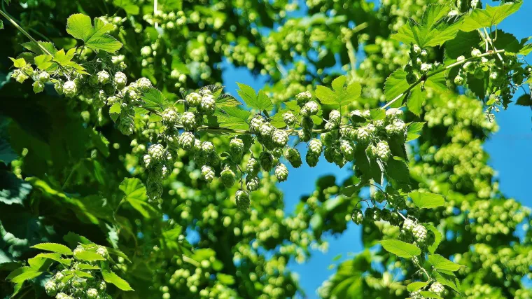 Divlji hmelj -  ljekovite blagodati hmelja