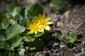 Rosopas biljka: sve prednosti biljke rosopas
