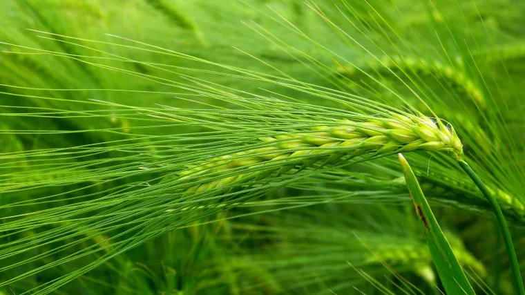 Ječmena trava uzgoj - kako se uzgaja ova zdrava trava