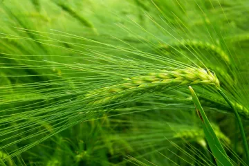 Ječmena trava uzgoj - kako se uzgaja ova zdrava trava