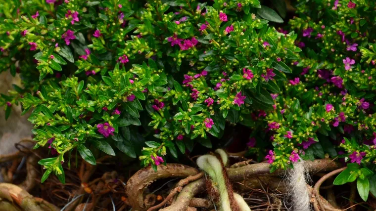 Biljka mirta - ljekovita svojstva biljke mirta