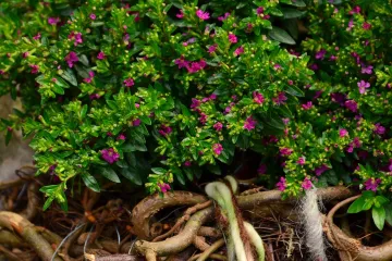 Biljka mirta - ljekovita svojstva biljke mirta