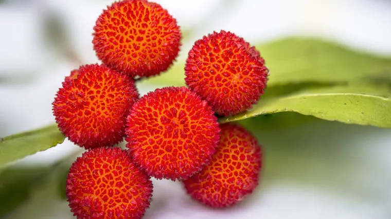 Planika biljka - ljekovitost planika biljke