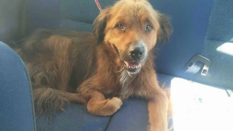 Horor u Slavoniji: izbezumljen od boli, psić s odsječenom &scaron;apom htio se skriti u dvori&scaron;tu, mje&scaron;tani ga pretukli