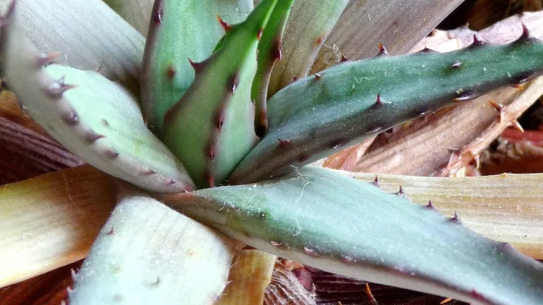 Agava cvijet - cvijet slađi od šećera