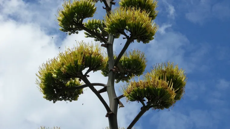 Agava biljka - sve o agava biljci