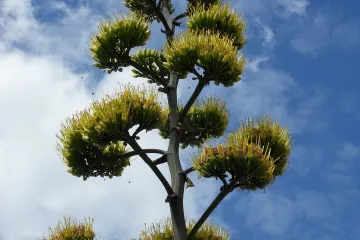 Agava biljka - sve o agava biljci