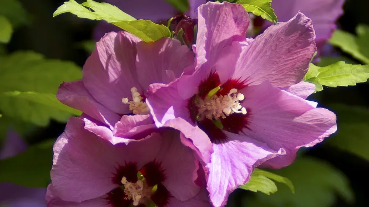 Hibiskus sobni - cvijet kojem je potrebna svjetlost