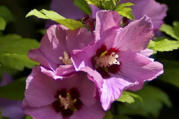 Hibiskus sobni - cvijet kojem je potrebna svjetlost