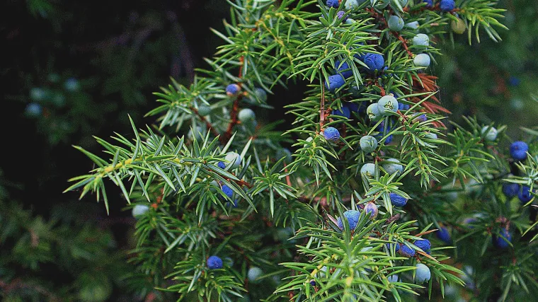 &Scaron;mrika biljka - sve o &scaron;mrika biljci