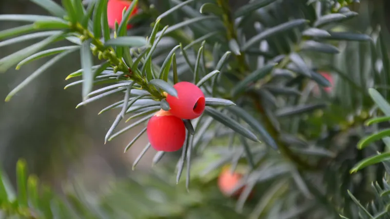 Kleka biljka - sve o ljekovitim svojstvima kleka biljke