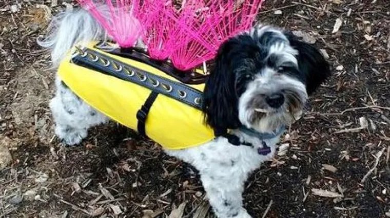 Urnebesna, ali učinkovita odijela: psići naoružani do zuba polako osvajaju ulice