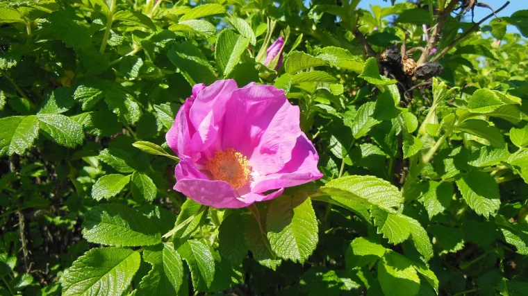 Japanska ruža - sve o uzgoju japanske ruže