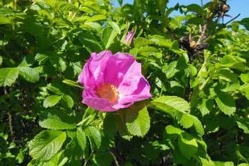 Japanska ruža - sve o uzgoju japanske ruže