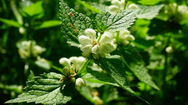 Mrtva kopriva: sve prednosti ove ljekovite biljke