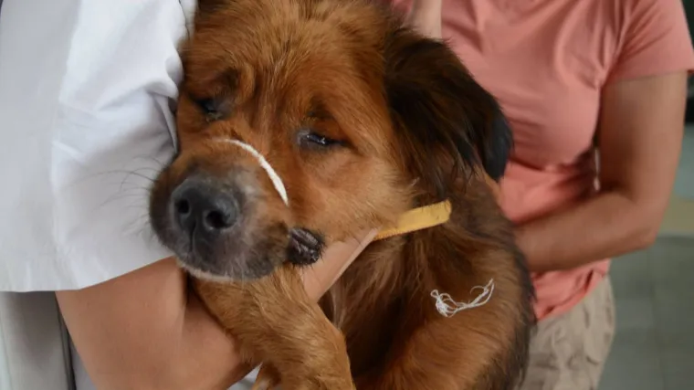 Novi slučaj zlostavljanja životinja: mje&scaron;tani pretukli psa s o&scaron;tećenom &scaron;apom