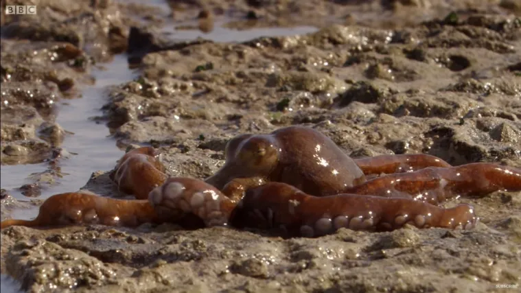 Legendarni David Attenborough objašnjava kako ove čudne hobotnice love po kopnu