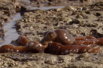 Legendarni David Attenborough objašnjava kako ove čudne hobotnice love po kopnu