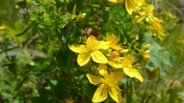 Kantarion biljka: sve prednosti ljekovite biljke kantarion