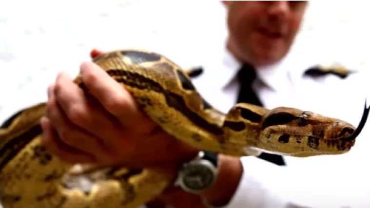 Ženu skoro udavio kraljevski udav od dva metra, vatrogasci mu morali odrezati glavu