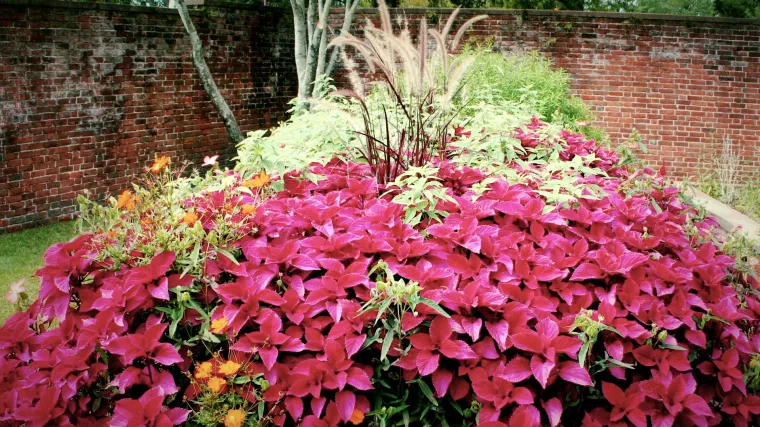 Ukrasna kopriva - kopriva &scaron;arenih listova