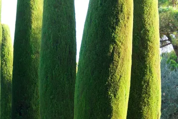 Sadnja čempresa - sve o sadnji čempresa