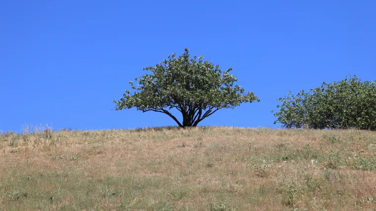 Mastika biljka - ljekovita svojstva mastika biljke